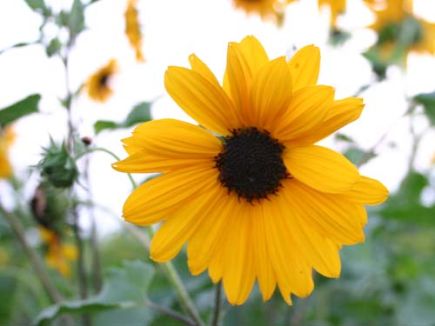 Sonnenblume (kleinblütig) - BIO-Saatgut von Sommerblumen