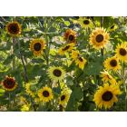 Sunflower mix 'La Torre'