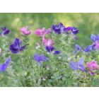 Salvia viridis – buy organic seeds online - Bingenheim Online Shop