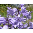 Hyacinthoides hisp. Blau – buy organic seeds online - Bingenheim Online Shop
