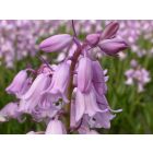 Hyacinthoides hisp. Rosa – buy organic seeds online - Bingenheim Online Shop