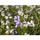 Hyacinthoides hisp. Weiß – buy organic seeds online - Bingenheim Online Shop