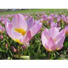 Tulipa saxatilis – buy organic seeds online - Bingenheim Online Shop
