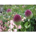 Allium sphaerocephalon – buy organic seeds online - Bingenheim Online Shop