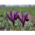 Iris reticulata J.S. Dijt 