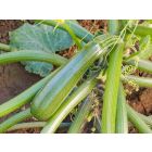 Zuboda – buy organic seeds online - Bingenheim Online Shop