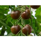 Black Cherry - Bio-Samen online kaufen - Bingenheim Biosaatgut