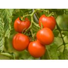 Dorenia (AS) – buy organic seeds online - Bingenheim Online Shop