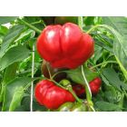 Liebesapfel (AS) - Bio-Samen online kaufen - Bingenheim Biosaatgut