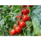 Philamina (AS) – buy organic seeds online - Bingenheim Online Shop