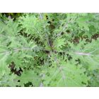 Red Russian Kale – buy organic seeds online - Bingenheim Online Shop