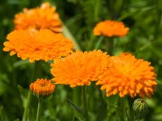 Ringelblume (orange) - Bio-Samen online kaufen - Bingenheim Biosaatgut