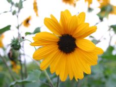 Sonnenblume (kleinblütig) - Bio-Samen online kaufen - Bingenheim Biosaatgut