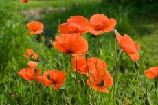 Papaver rhoeas (Field Poppy) – buy organic seeds online - Bingenheim Online Shop