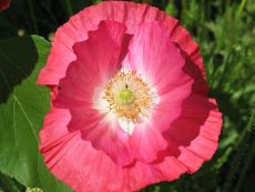 Papaver rhoeas (Poppy, white, red) – buy organic seeds online - Bingenheim Online Shop