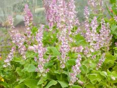 Salvia sclarea – buy organic seeds online - Bingenheim Online Shop