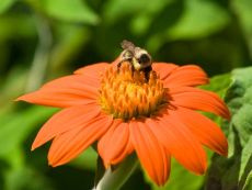 Mexikanische Sonnenblume - Bio-Samen online kaufen - Bingenheim Biosaatgut