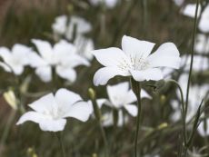 Weiße Kornrade - Bio-Samen online kaufen - Bingenheim Biosaatgut