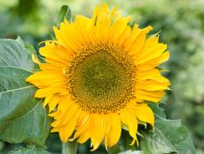 Sonnenblume 'Sunspot' - Bio-Samen online kaufen - Bingenheim Biosaatgut