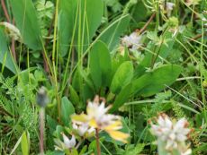 Wild flower mixture for shade – buy organic seeds online - Bingenheim Online Shop