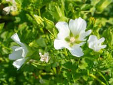 Sommermalve (weiß) - Bio-Samen online kaufen - Bingenheim Biosaatgut