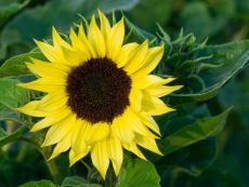Sonnenblume 'Valentin' - Bio-Samen online kaufen - Bingenheim Biosaatgut