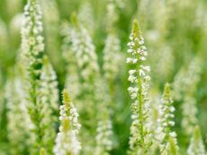 Weiße Reseda - Bio-Samen online kaufen - Bingenheim Biosaatgut