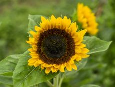 Sunflower 'Tamino'