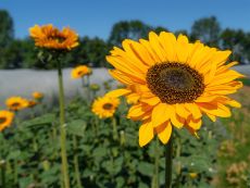 Sunflower 'Sinja'