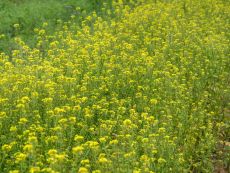 Yellow mustard – buy organic seeds online - Bingenheim Online Shop