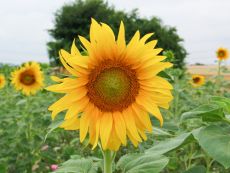 Sonnenblume - Bio-Samen online kaufen - Bingenheim Biosaatgut
