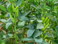 Field beans 'Bioro' – buy organic seeds online - Bingenheim Online Shop