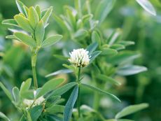 Egyptian clover – buy organic seeds online - Bingenheim Online Shop