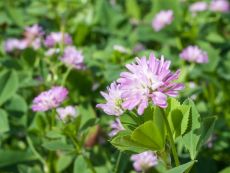 Persian clover – buy organic seeds online - Bingenheim Online Shop
