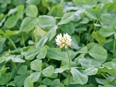 Weißklee, niedrig wachsend - Bio-Samen online kaufen - Bingenheim Biosaatgut