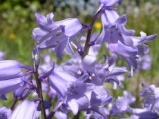 Hyacinthoides hisp. Blau - Bio-Samen online kaufen - Bingenheim Biosaatgut