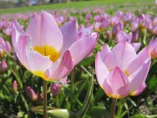 Tulipa saxatilis - Bio-Samen online kaufen - Bingenheim Biosaatgut