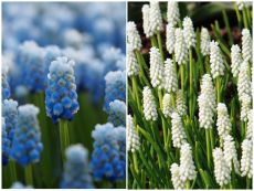 Hyacinths-Collection