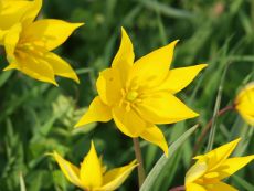 Tulipa sylvestris - Bio-Samen online kaufen - Bingenheim Biosaatgut