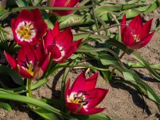 Tulipa Tiny Timo