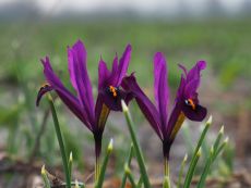 Iris reticulata J.S. Dijt 