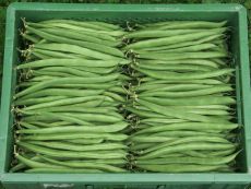 Marona – buy organic seeds online - Bingenheim Online Shop