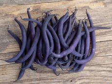 Purple Teepee – buy organic seeds online - Bingenheim Online Shop