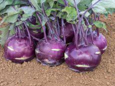 Blaril – buy organic seeds online - Bingenheim Online Shop