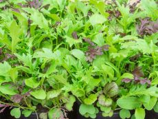 Asia-Salat-Mischung - Bio-Samen online kaufen - Bingenheim Biosaatgut