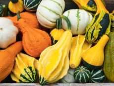 Zierkürbis/Mischung (Ornamental gourd) – buy organic seeds online - Bingenheim Online Shop
