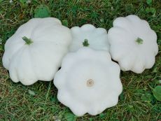 Patisson blanc - Bio-Samen online kaufen - Bingenheim Biosaatgut