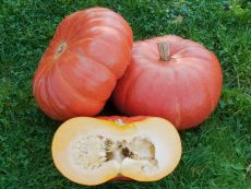 Rouge vif d'Etampes (Roter Zentner) – buy organic seeds online - Bingenheim Online Shop