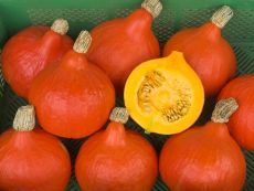 Red Kuri – buy organic seeds online - Bingenheim Online Shop