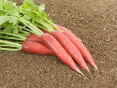 Ostergruß rosa 2 - Bio-Samen online kaufen - Bingenheim Biosaatgut